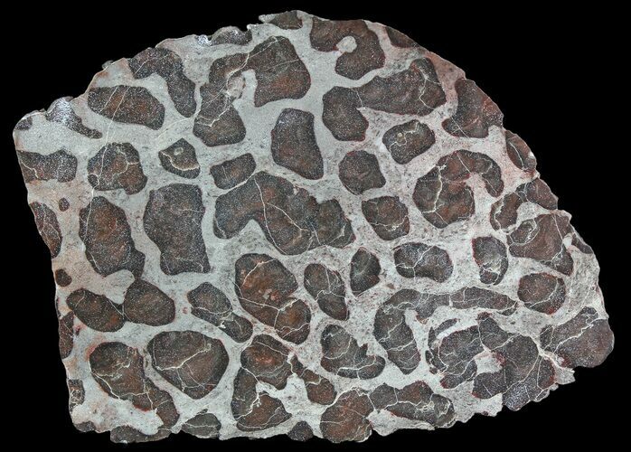 Polished Linella Avis Stromatolite - Million Years #92654